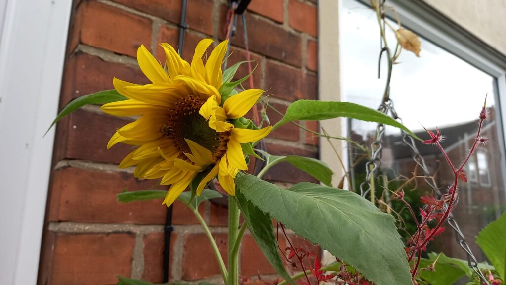 photo of an emerging sunflower